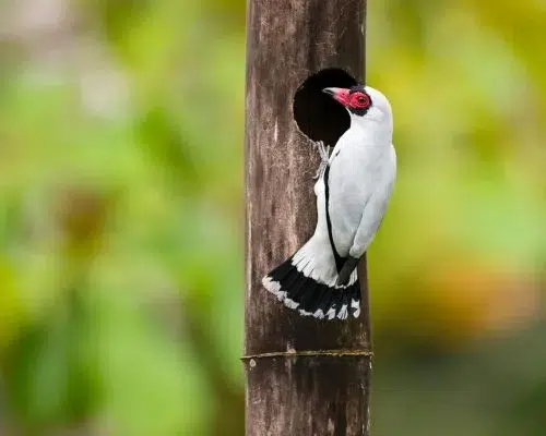 Birdslover 1 3