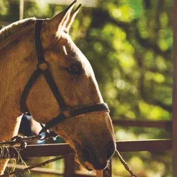 Aktivitäten 79 Reiten in Costa Rica Pura Vida