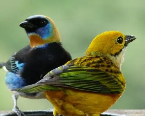 Birdslover 3 Picture Bird changing