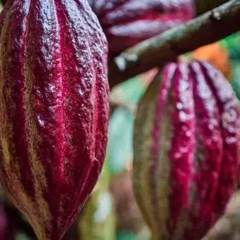 Aktivitäten 61 cacao 1
