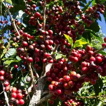 Aktivitäten 54 cafe 3