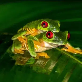red eye tree frog matting