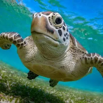 Aktivitäten 40 snorkling 3