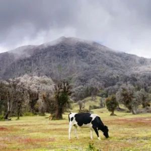 Kuh weidet an den Hängen des Vulkans Turrialba