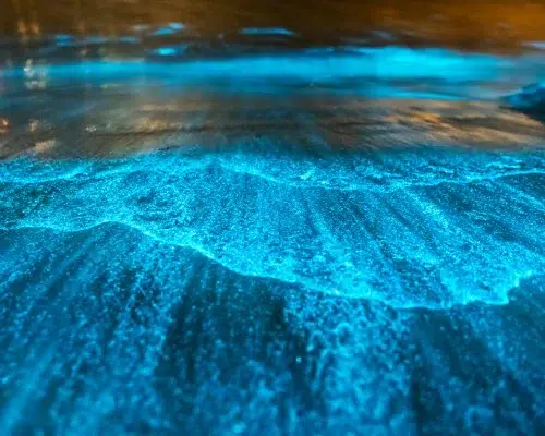 Biolumineszenz Erlebnis 1 Biolumineszenz-Erlebnis