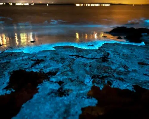 Biolumineszenz Erlebnis 3 Biolumineszenz-Erlebnis