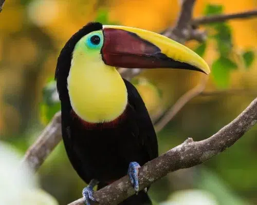 Elite Escape 4 Costa Rica Elite Escape