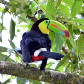 Aktivitäten 2 Tenorio Lodge - Costa Rica