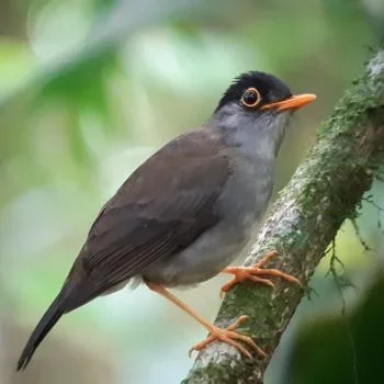 Aktivitäten 5 Bird watching costa rica