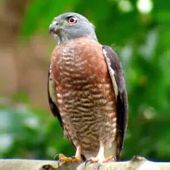 Aktivitäten 4 Bird watching Costa Rica