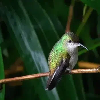 Aktivitäten 6 Bird watching costa rica